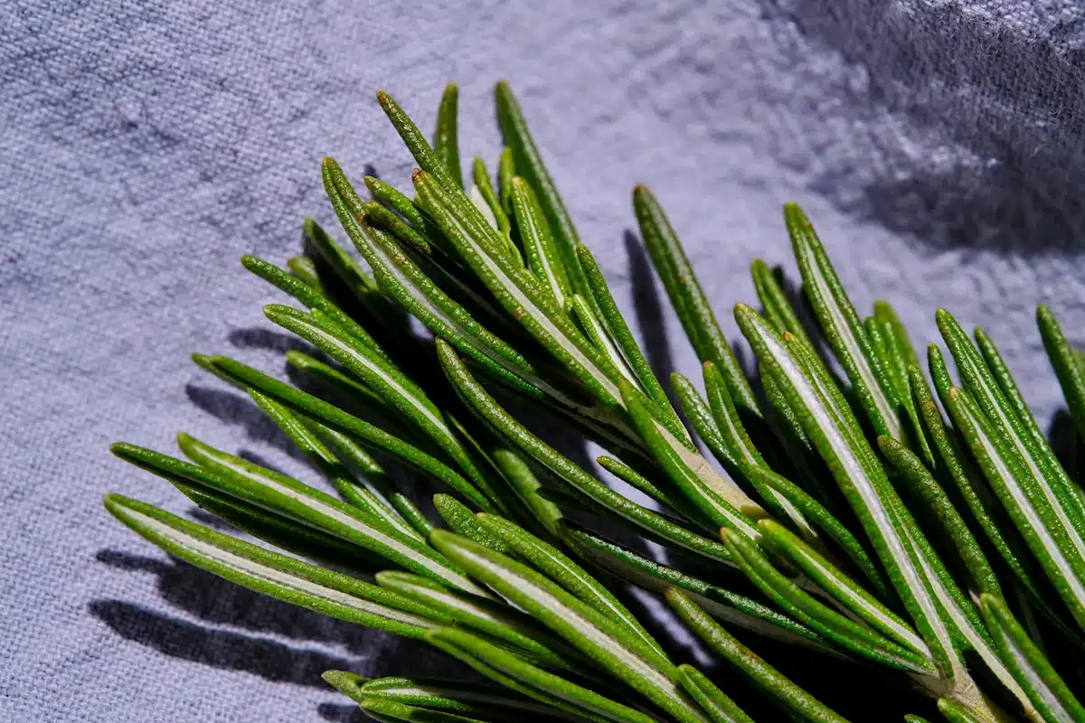 Rosemary is a Memory-Inducing Lunchtime Flavour or Ingredient