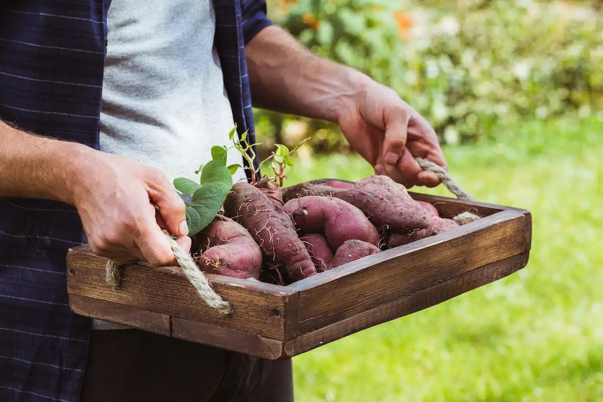 Patates douces biologiques -Organic Sweet Potatoes