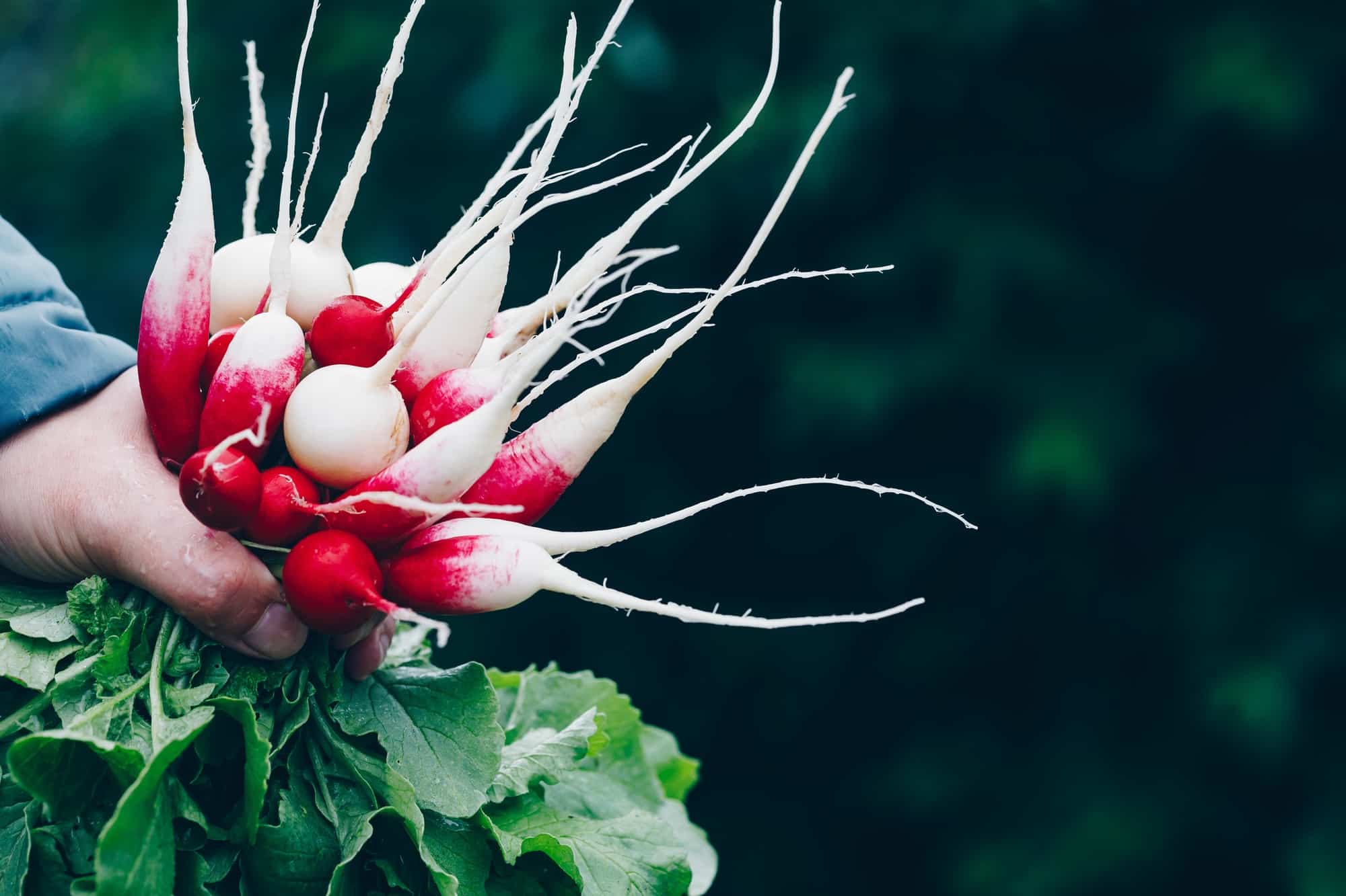 Fresh radish. Farmers hands holding harvested organic bunch of radishes.