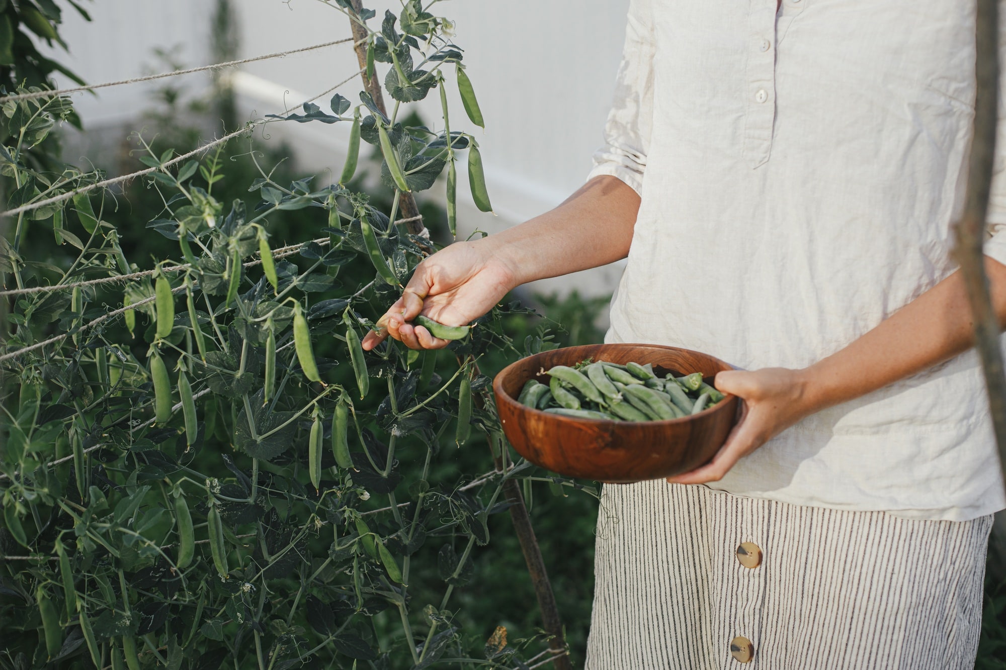 Hand picking snap peas from raised garden bed close up. Homestead lifestyle