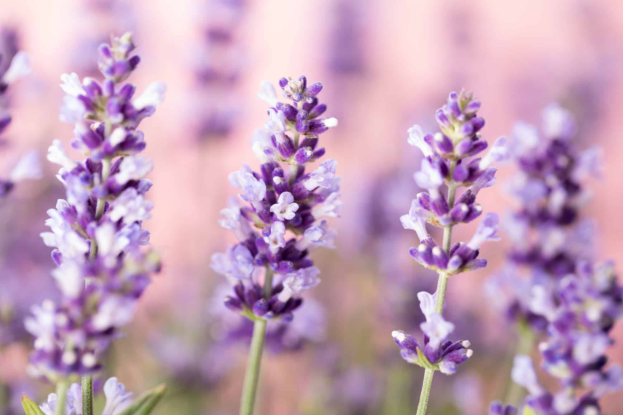 Lavender flowers.