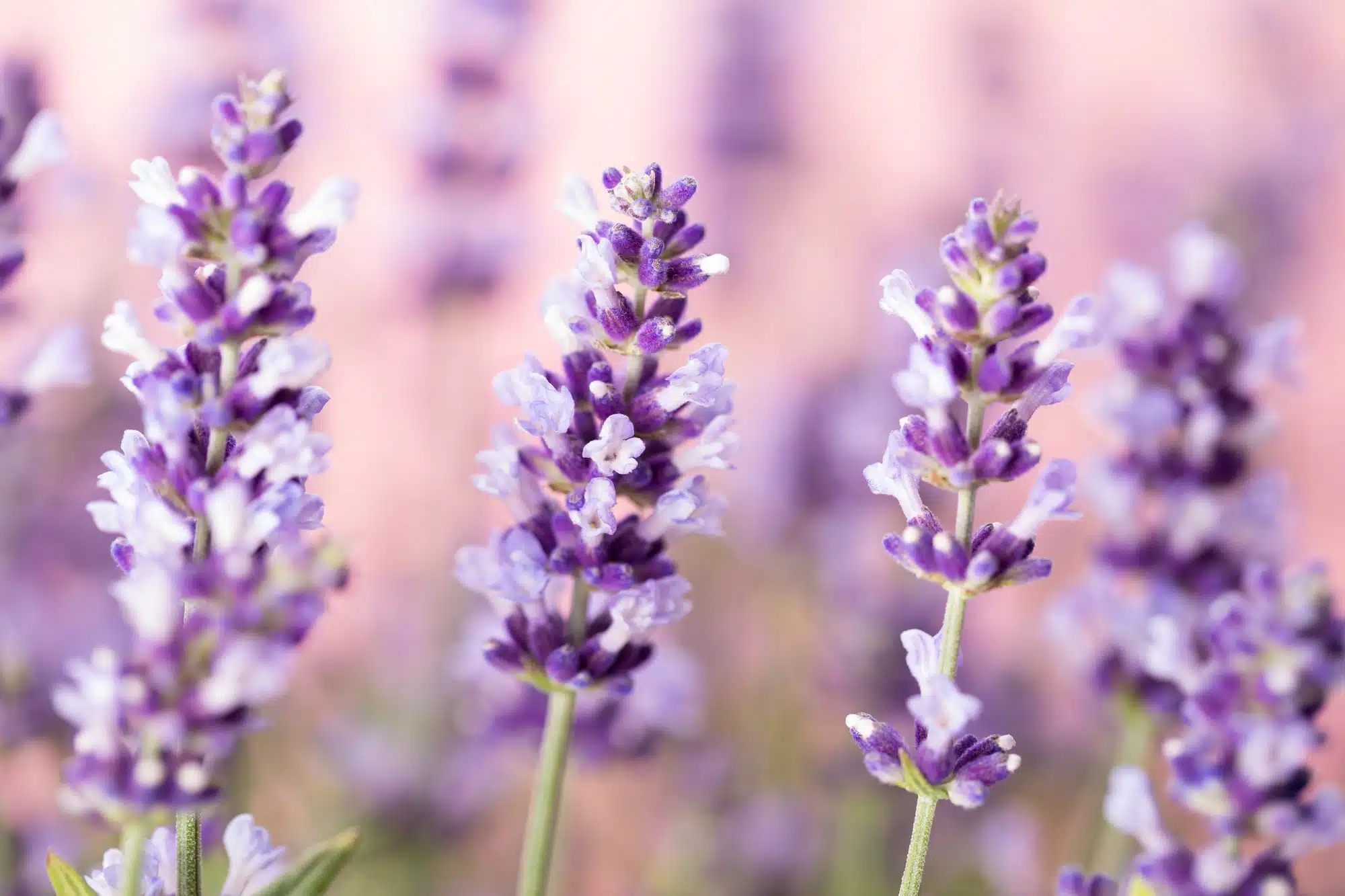 Lavender flowers